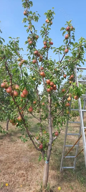 Livadă de vânzare  - imagine 5