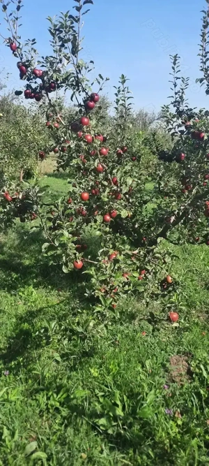 Livadă de vânzare  - imagine 6