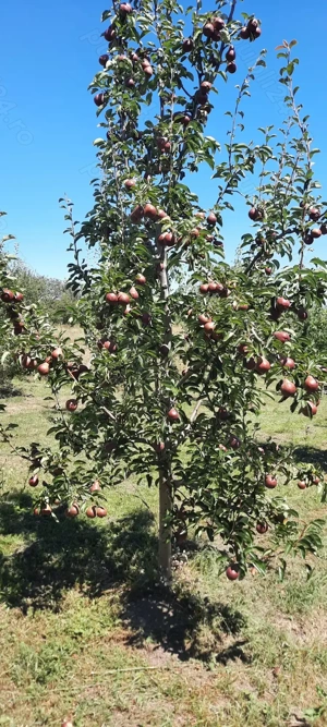 Livadă de vânzare  - imagine 8