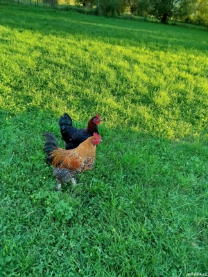 Vând sau schimb cocoșii  - imagine 2 Vând sau schimb cocoșii  - imagine 2