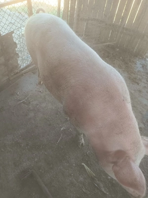 Vând scroafa  - imagine 3