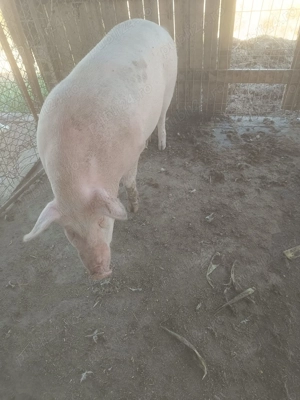 Vând scroafa  - imagine 2