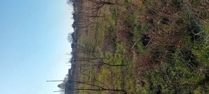 Casa Teremia Mare SI plantatie