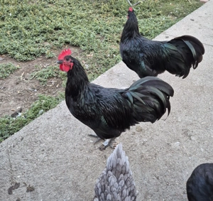 Vând cocoș Australorp