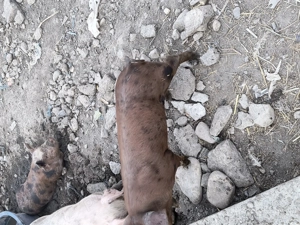 vând purcei de rasa - imagine 3 vând purcei de rasa - imagine 3