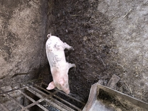 vând purcei de rasa - imagine 2 vând purcei de rasa - imagine 2