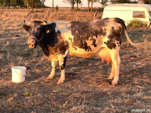 Vînd Vaci  - imagine 3