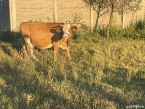 Vînd Vaci  - imagine 4