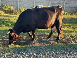 Vînd Vaci  - imagine 2