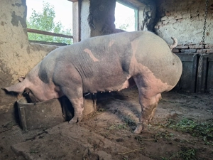 Vind scrofita 7 luni 170 kg nuia venit ciclu  - imagine 4 Vind scrofita 7 luni 170 kg nuia venit ciclu  - imagine 4