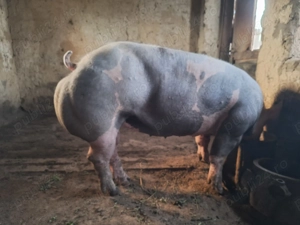 Vind scrofita 7 luni 170 kg nuia venit ciclu 