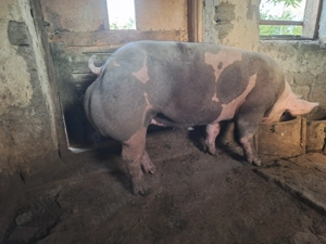 Vind scrofita 7 luni 170 kg nuia venit ciclu  - imagine 2 Vind scrofita 7 luni 170 kg nuia venit ciclu  - imagine 2