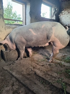 Vind scrofita 7 luni 170 kg nuia venit ciclu  - imagine 3 Vind scrofita 7 luni 170 kg nuia venit ciclu  - imagine 3