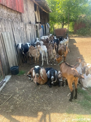 vand capre  - imagine 5