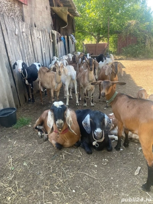 vand capre  - imagine 4