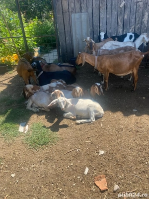 vand capre  - imagine 3