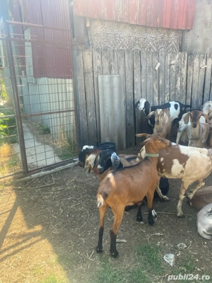 vand capre  - imagine 2