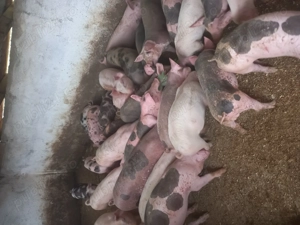 Vand purcei si grasuni - imagine 3