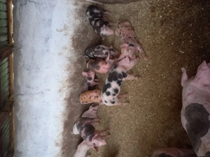 Vand purcei si grasuni - imagine 4