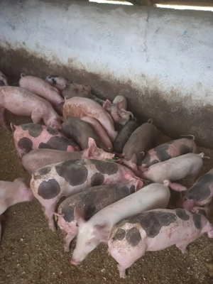 Vand purcei si grasuni - imagine 2