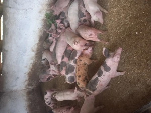 Vand purcei si grasuni - imagine 2 Vand purcei si grasuni - imagine 2