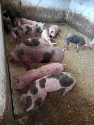 Vand purcei si grasuni