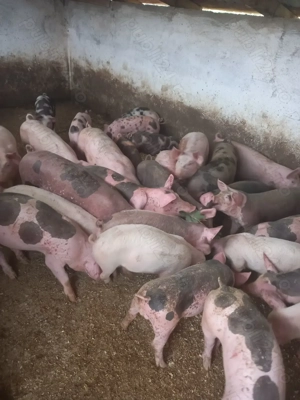 Vand purcei si grasuni