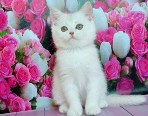 Ofertă unică! Pisoi albi cu ochi arămii și verzi! - imagine 2