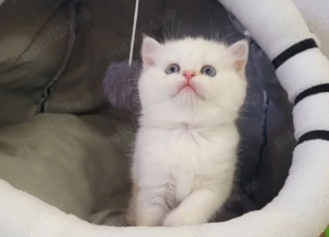 Ofertă unică! Pisoi albi cu ochi arămii și verzi! - imagine 3