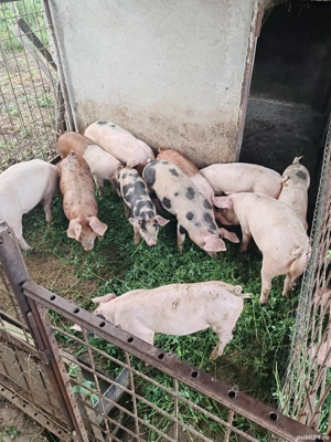 Soldani de vanzare - imagine 3