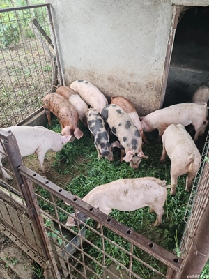 Soldani de vanzare - imagine 2