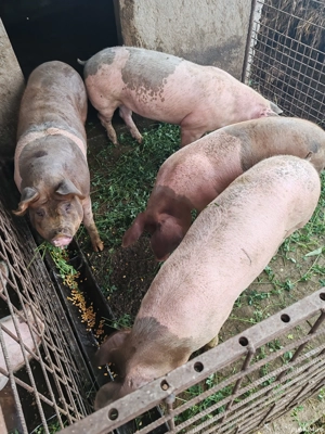 Purcele castrate  - imagine 2 Purcele castrate  - imagine 2