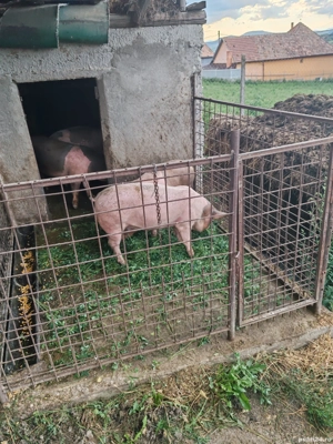 Purcele castrate  - imagine 4 Purcele castrate  - imagine 4