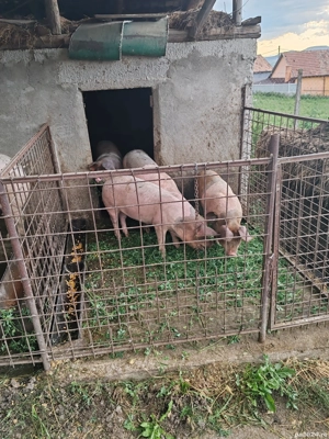 Purcele castrate  - imagine 3 Purcele castrate  - imagine 3