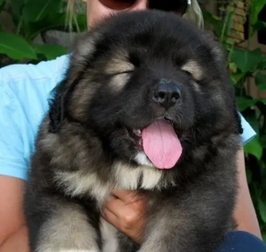 Oferta unică! Fată Ciobănesc Caucazian talie mare disponibilă imediat! Asigur transport 