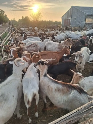 Vând Capre tinere și  fân 