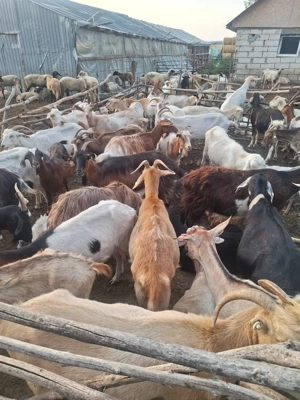 Vând Capre tinere și  fân  - imagine 2