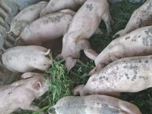 Vând purcei de rasă 30-35kg si de 50 kg