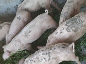 Vând purcei de rasă - imagine 5