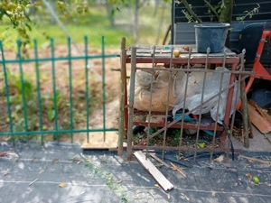 Placi gard forjat - imagine 2