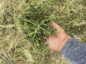 Baloti in Botosani de lucerna infoliati (semifân) și fan (uscata) din agric. ecologică schimb vitei - imagine 4