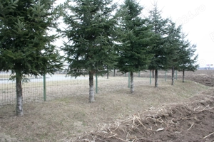 teren  de vinzare - imagine 4 teren  de vinzare - imagine 4