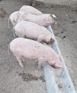 Vind ce se vede - imagine 5