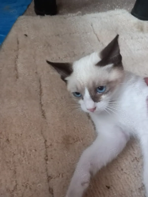 Pisicuti adorabil siamezi - imagine 2 Pisicuti adorabil siamezi - imagine 2