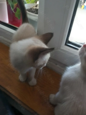 Pisicuti adorabil siamezi