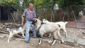 Vand tap bun de prasila - imagine 2 Vand tap bun de prasila - imagine 2