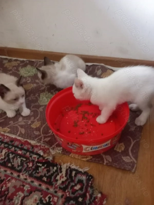 Pisicuti adorabil siamezi - imagine 3 Pisicuti adorabil siamezi - imagine 3