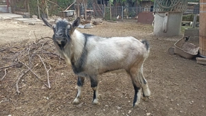 Vand tap bun de prasila - imagine 3 Vand tap bun de prasila - imagine 3