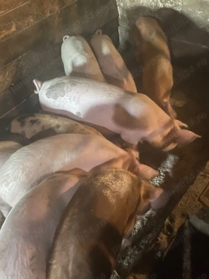 13 lei KG sau la ochi Purcei de la 6 săptămâni-30-40-50 kg - 70-80-90 -100-120-140 kg 