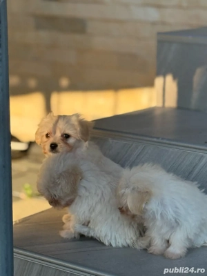 De vanzare Bichon maltez talie mica - imagine 2